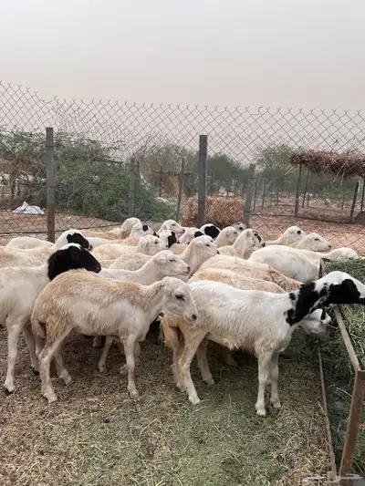 رخال رفيدي من 750 1