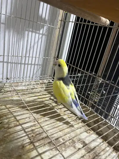 جوز روز للبيع ب 180 4