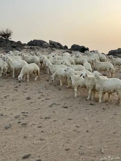 طليان ورخال 3
