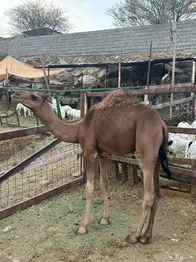 قعود للبيع 5