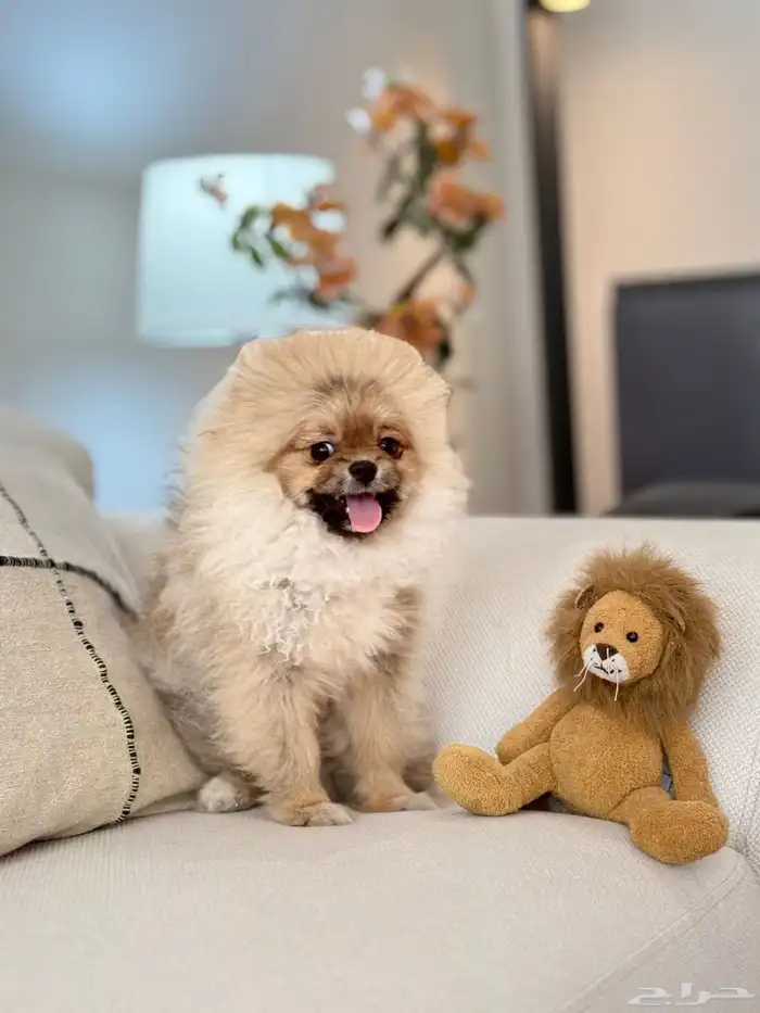 Lion - Pomeranian puppy ( mini size ) 3
