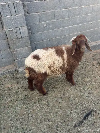 للبيع خروف عمره 8 شهور 2