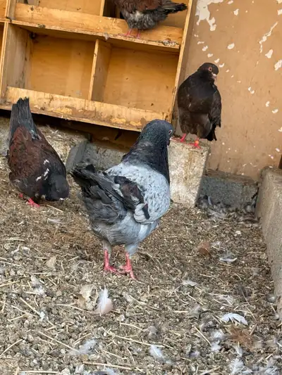 حمام كنق 3