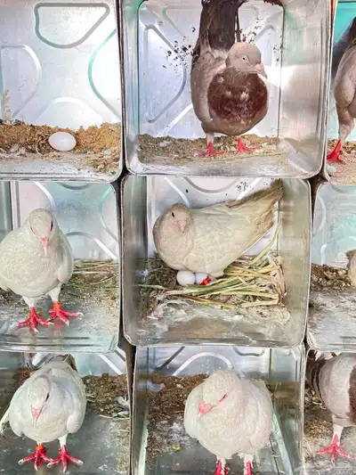 حمام فرنسي 2