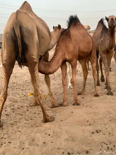 الي يدور الحشو الزينه على الحليب 2