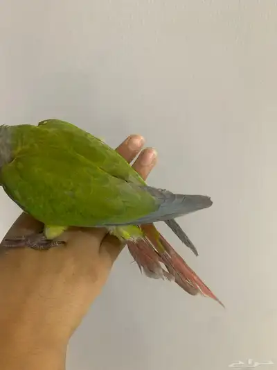 ببغاء كنيور هدد نشبه 4