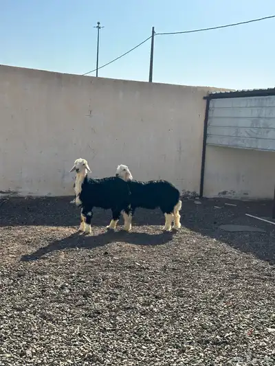 طليان نجد فاخره ومقفلة شرط 0