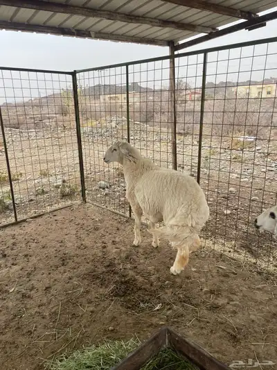 طلي فحل 3