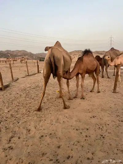 قعود وثلاث بكار للبيع على الحليب 4