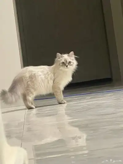 قطة للبيع 2