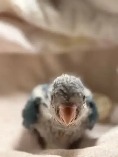 فرخ كويكر ازرق 4
