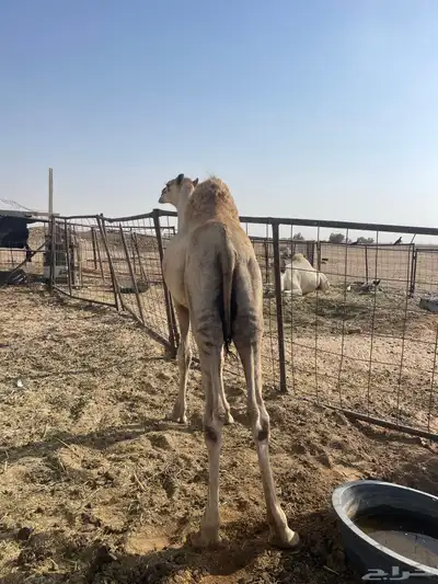 حاشي مربا اكثر من اربعة شهور 1
