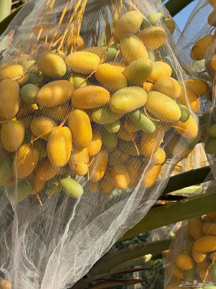 محصول خلاص مفرط للبيع 6