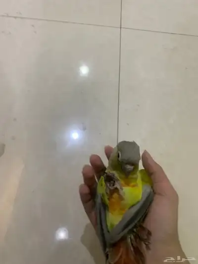 ببغاء كنيور هدد نشبه 3