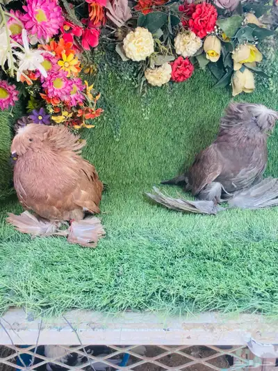 للبيع طبه بخاره 5