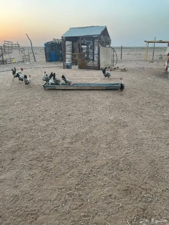 دجاج فيومي للبيع 1