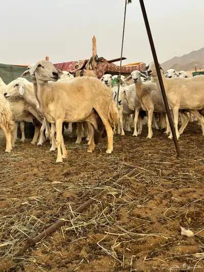 غنم حريه دفيع 25 11