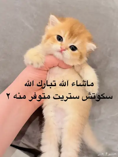 سكوتش 4