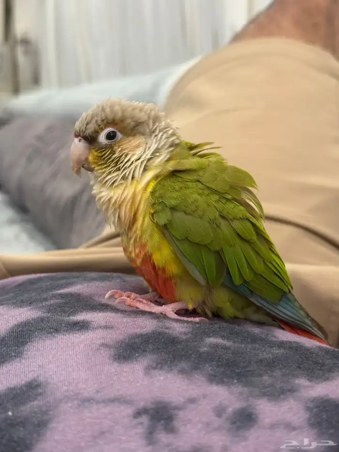 كنيور أناناس لعوب واليف ىسعر مغررري (تم البيع) 0