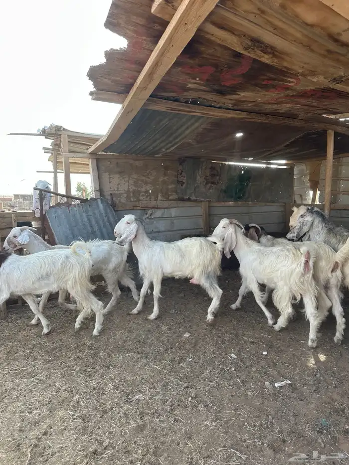 معزا مصريات فاخره 3