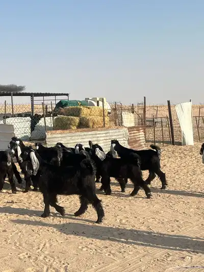 جفار عوارض خصم 1