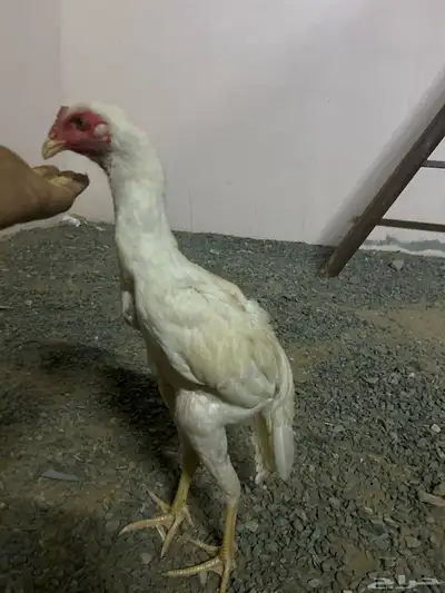 ديك سندي ع اسوم 1