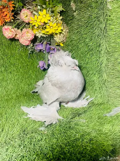 للبيع بخاره 2