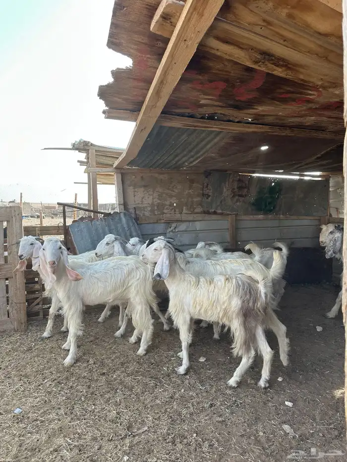 معزا مصريات فاخره 2