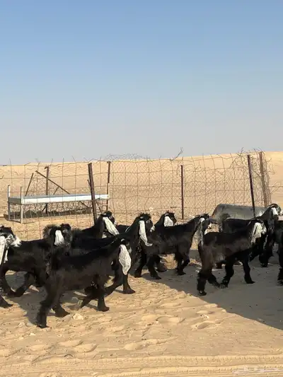 جفار عوارض خصم 0
