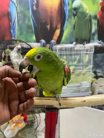 ببغاء امزوني يلوكراون 4