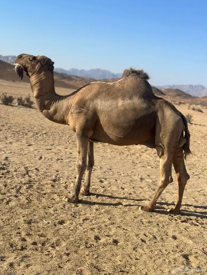 جمل احمر ساحلي 1