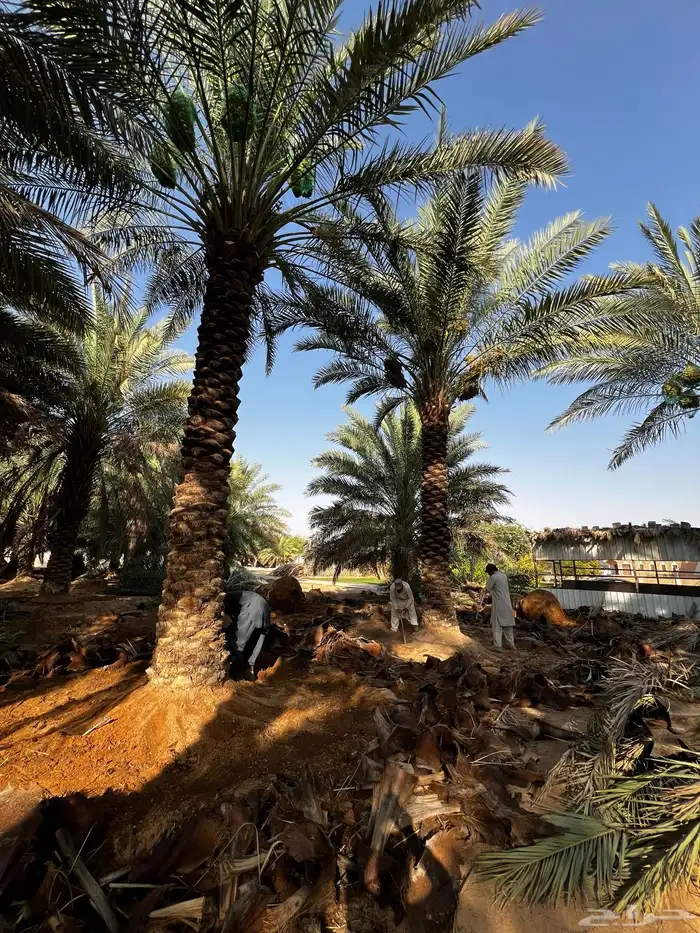 جثايث نخل برحي صقعي خلاص شيشي نبوت سيف نخيل طيب ومثمر 2