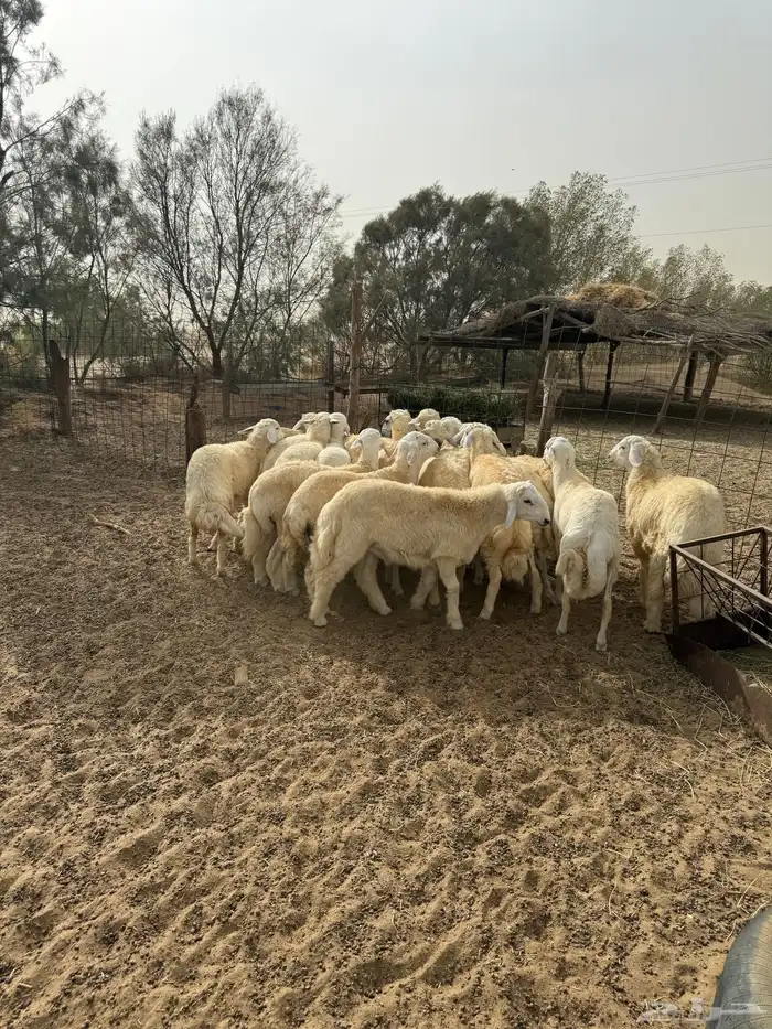 طليان حرية مناسبات 2