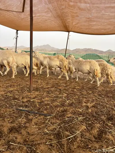 غنم حريه دفيع 25 2