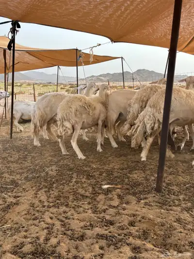 غنم حريه دفيع 25 5