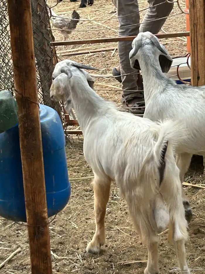2تيوس على السوم جمله 3