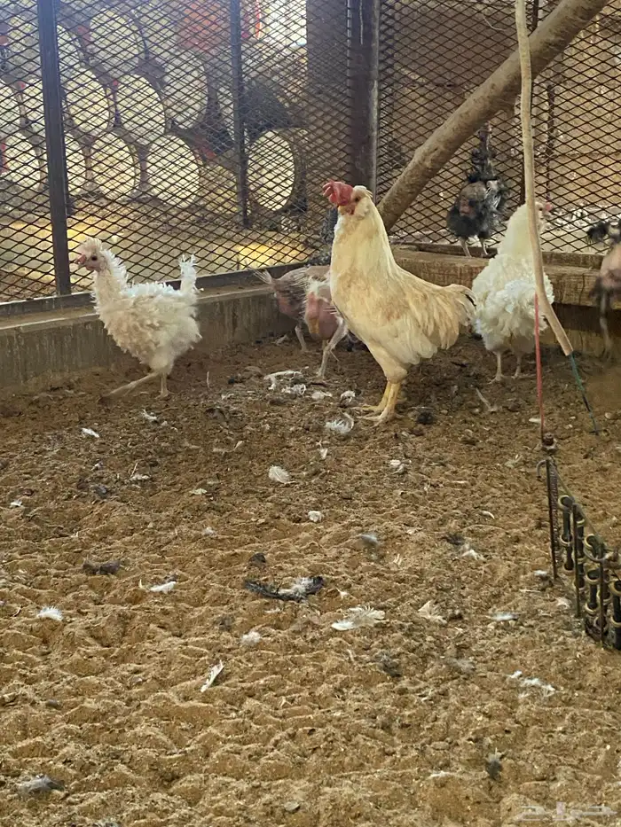 بيع دجاج اندونسي اسود بلاك وسود عرف احمر ودجاج صيني و قزم. 21