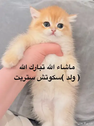 سكوتش 2
