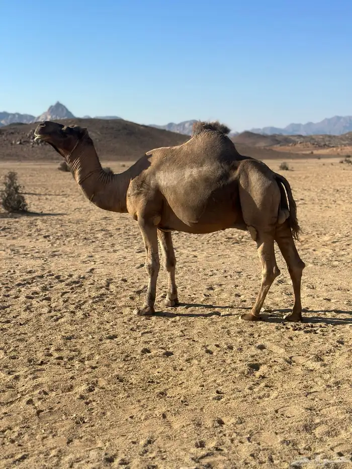 جمل احمر ساحلي 2