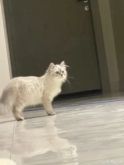 قطة للبيع 1
