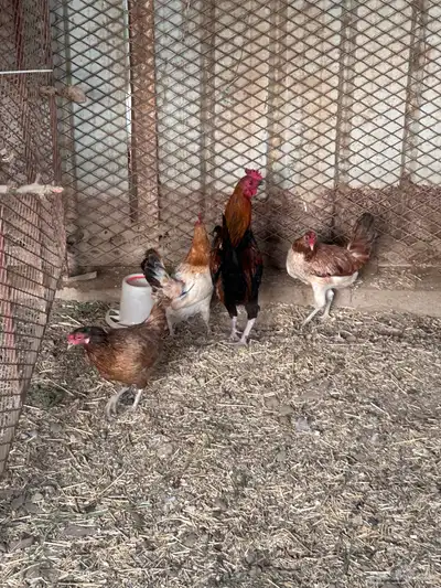 دجاج ارانب وبران للبيع 1