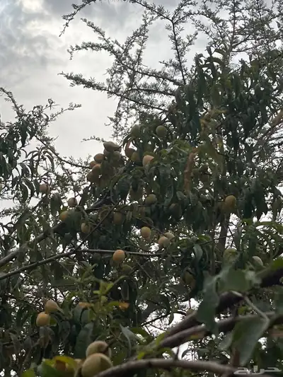 فركس بلدي من المزرعه 3
