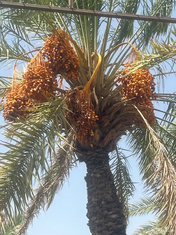 رطب وتمر للبيع 3