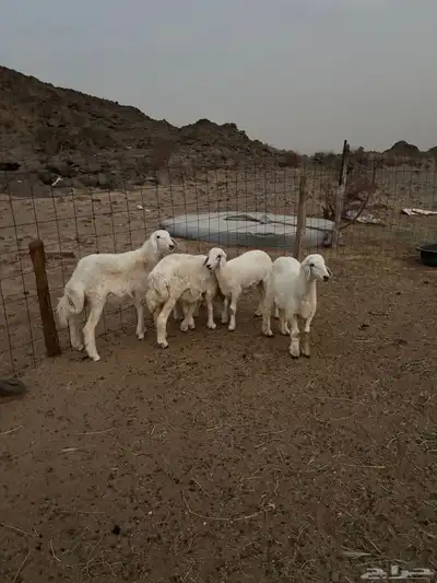 رخال للبيع 3