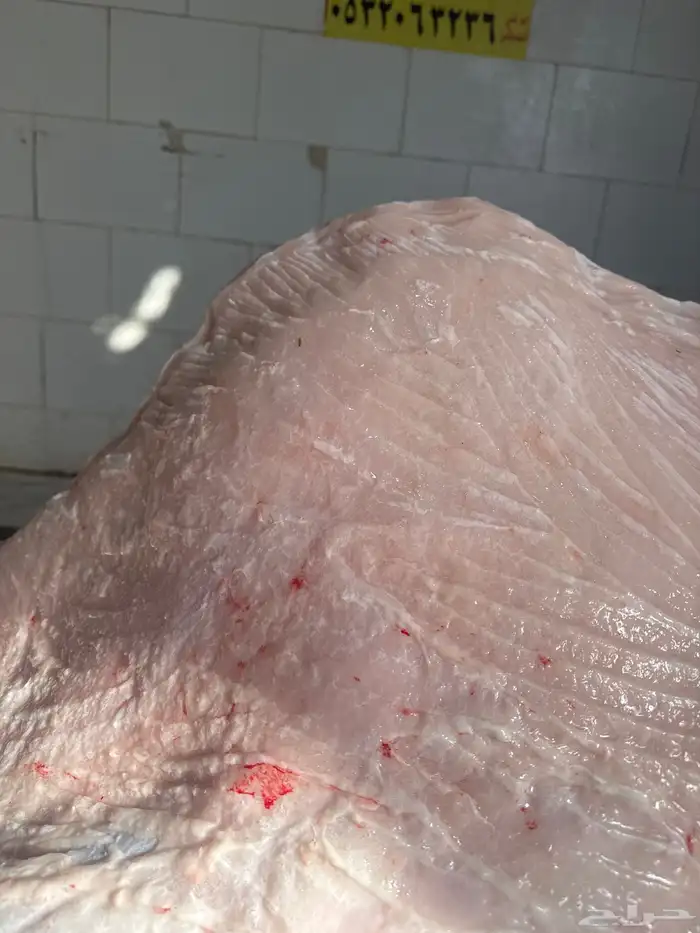 لباني شرط وتحدي مجعل طريق الرياض راس صلا 0