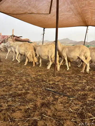 غنم حريه دفيع 25 20