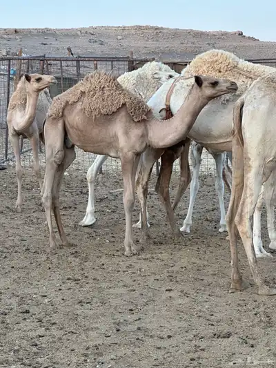 قعود للبيع لحم تحت أمه 0