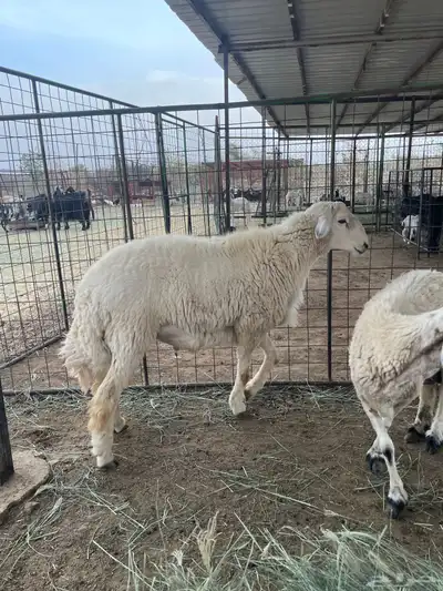 طلي فحل 1