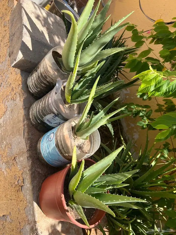 صبار اوليفيرا 0