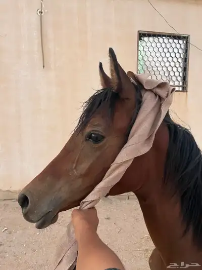 مهر شعبي 2